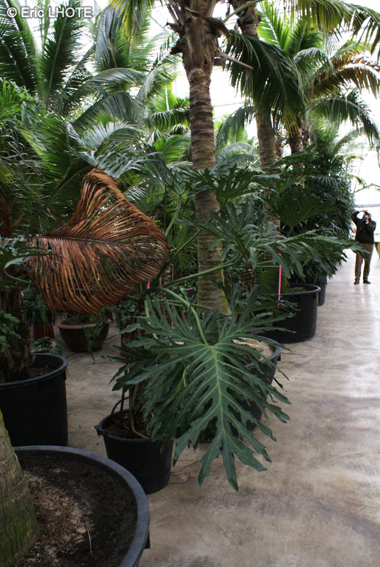  - Philodendron bipinnatifidum - 