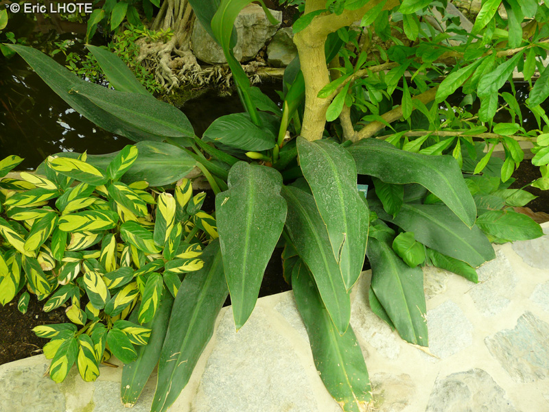 Araceae - Philodendron cannifolium - Philodendron