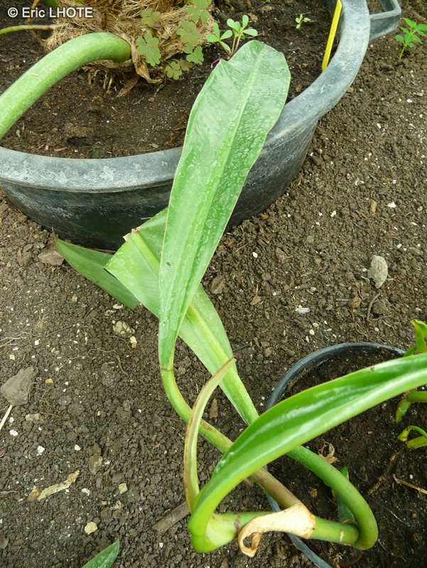 Araceae - Philodendron crassinervium - Philodendron