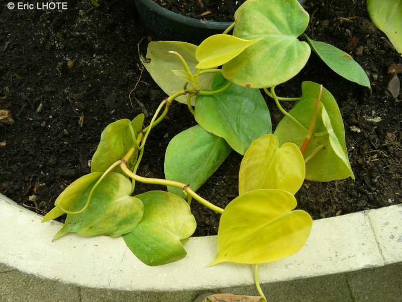 Araceae - Philodendron hederaceum Aureum - Philodendron &agrave; feuille en c&oelig;ur