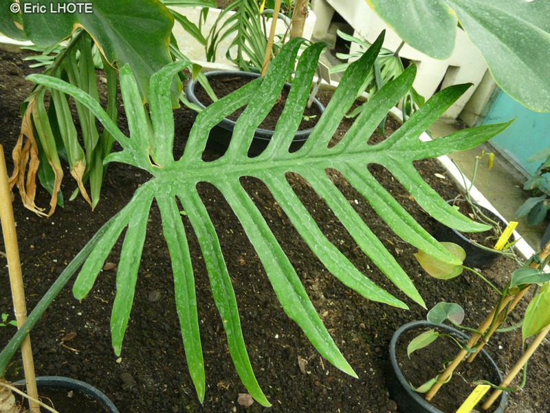 - Philodendron heterophyllum - 