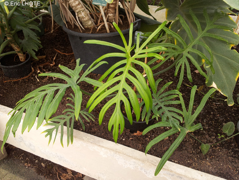  - Philodendron heterophyllum - 