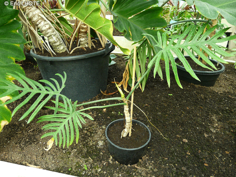 Araceae - Philodendron heterophyllum - Philodendron