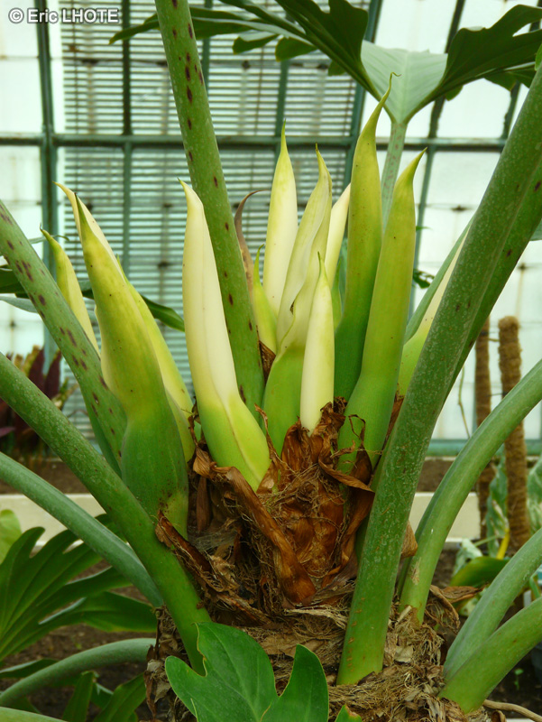  - Philodendron macneilianum - 