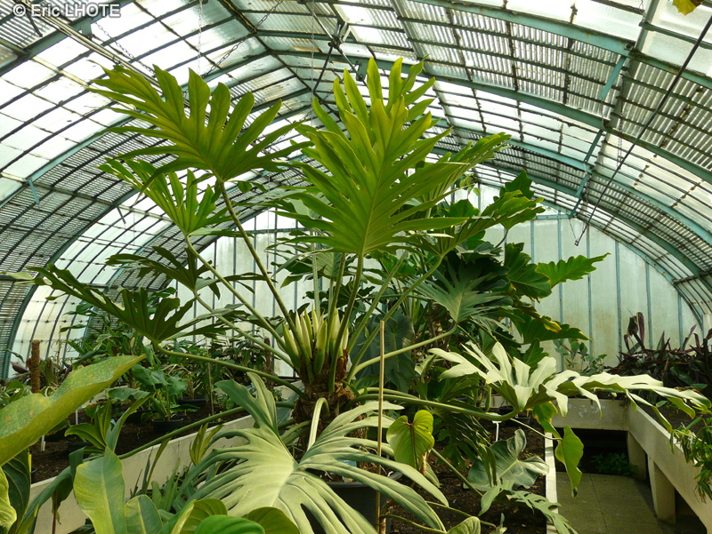 Araceae - Philodendron macneilianum - Philodendron