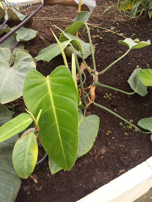 Araceae - Philodendron rigidifolium - Philodendron