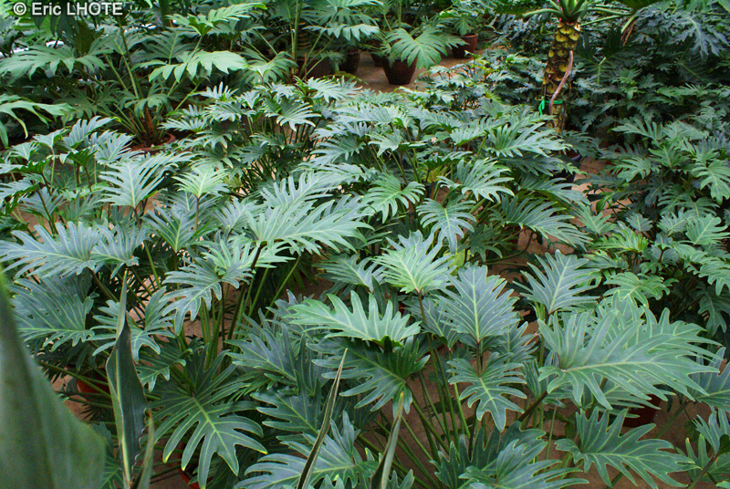  - Philodendron selloum - 
