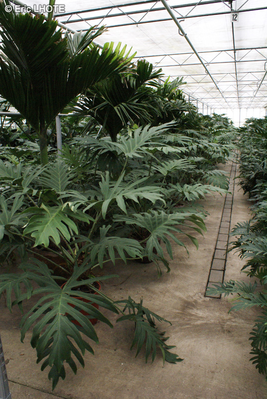  - Philodendron selloum - 