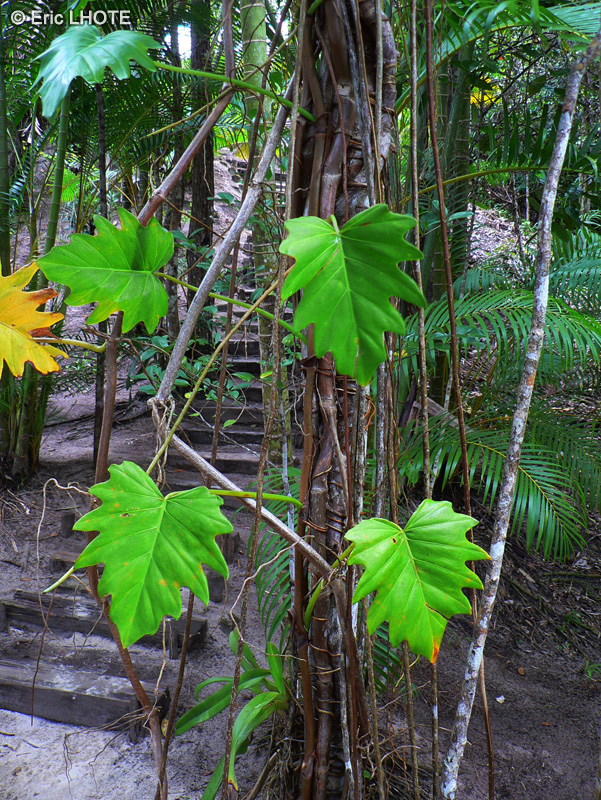  - Philodendron selloum - 