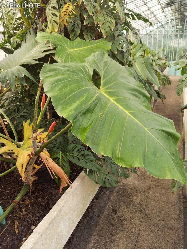 Araceae - Philodendron sparreorum - Philodendron