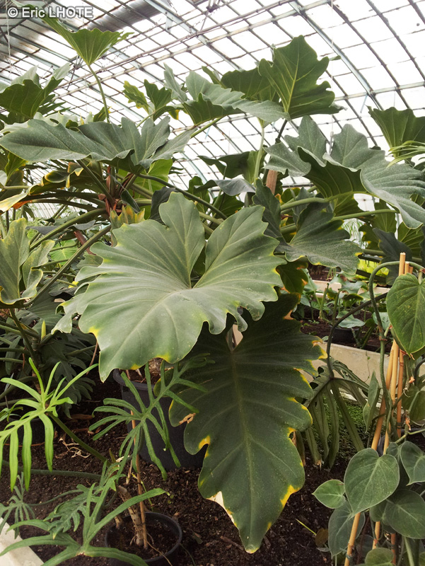  - Philodendron undulatum - 