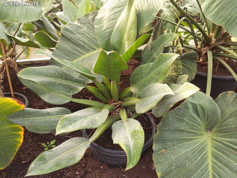 Araceae - Philodendron ventricosum Madison - Philodendron