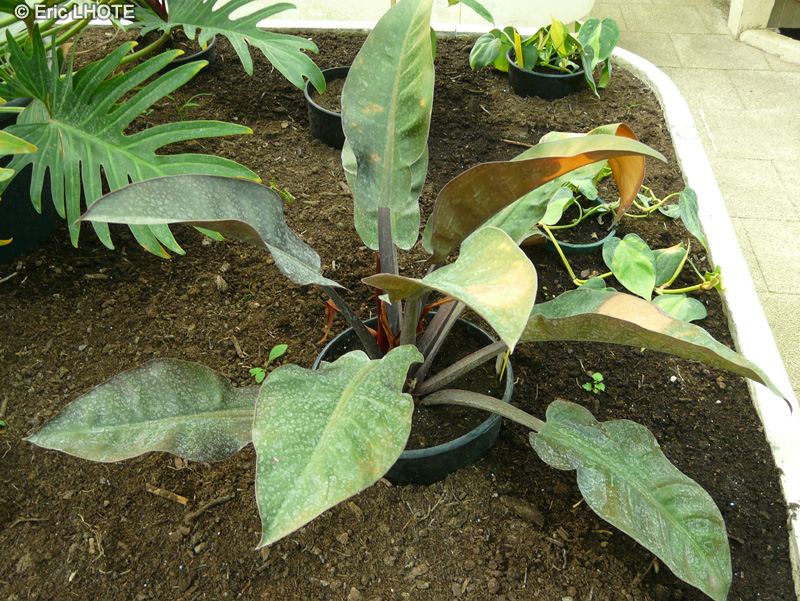Araceae - Philodendron x Imperial Red - Philodendron