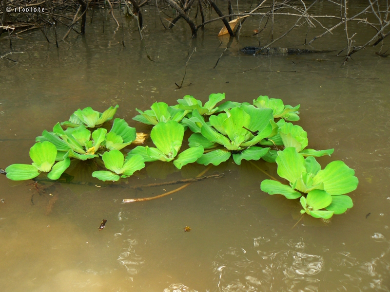 Araceae - Pistia stratiotes - Laitue d&rsquo;eau