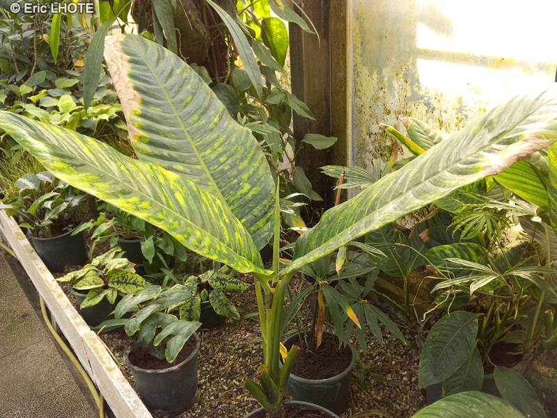 Araceae - Rhodospatha picta - Rhodospatha