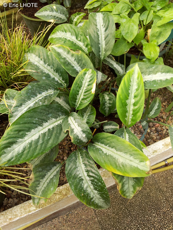 Araceae - Schismatoglottis wallichii - Schismatoglottis