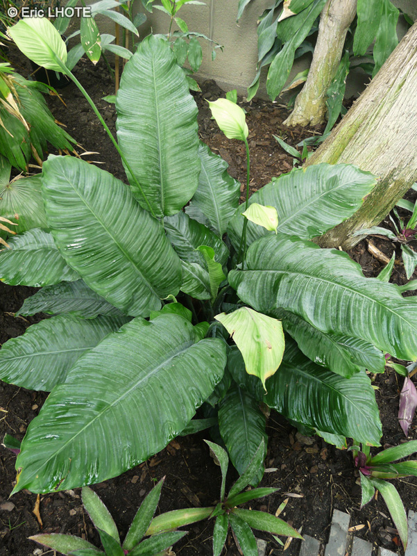  - Spathiphyllum blandum - 