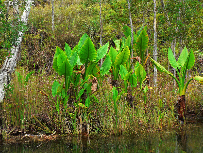 Araceae - Typhonodorum madagascariense - Typhonodorum