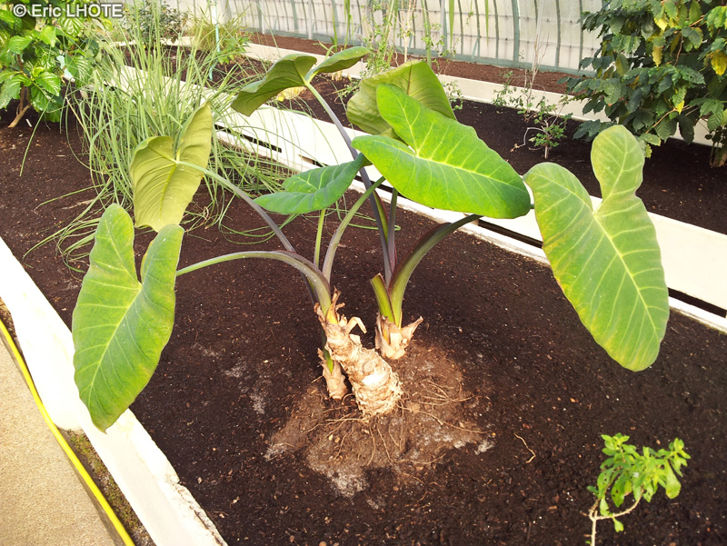Araceae - Xanthosoma sagittifolium - Chou Caraibe, Malanga