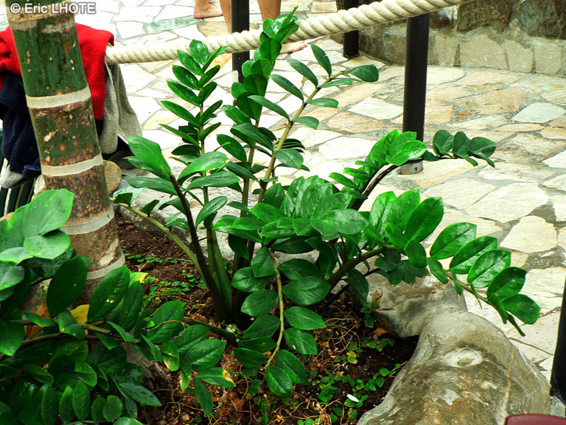 Araceae - Zamioculcas zamiifolia - Plante girafe, ZZ