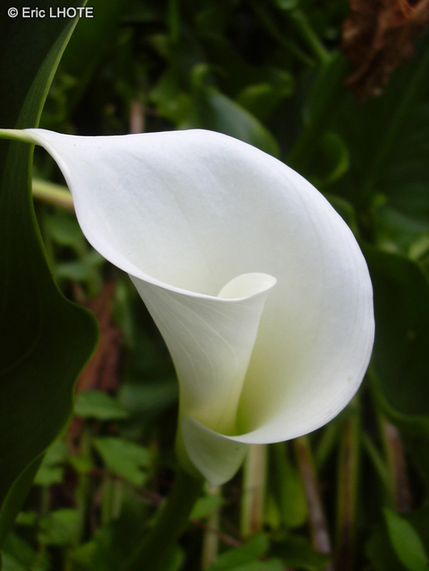  - Zantedeschia aethiopica - 
