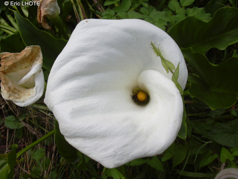  - Zantedeschia aethiopica - 