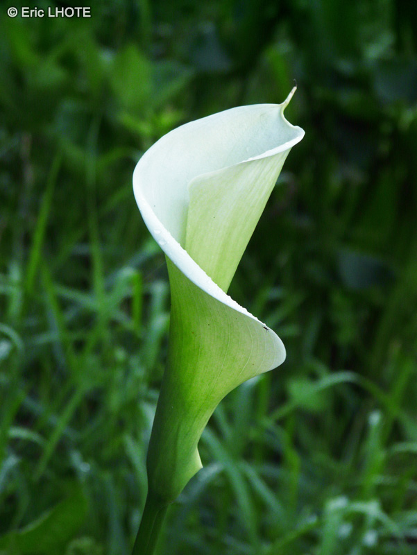  - Zantedeschia aethiopica - 