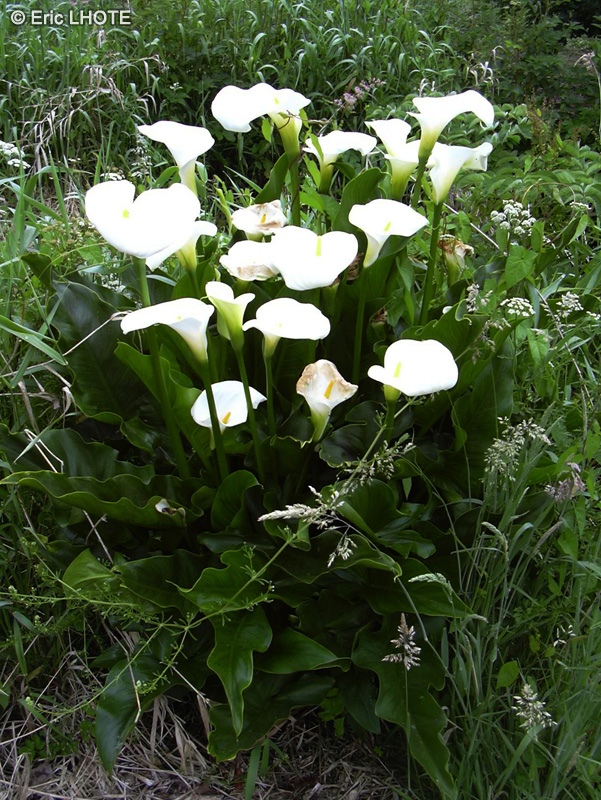 Araceae - Zantedeschia aethiopica - Arum d&rsquo;Ethiopie, Calla