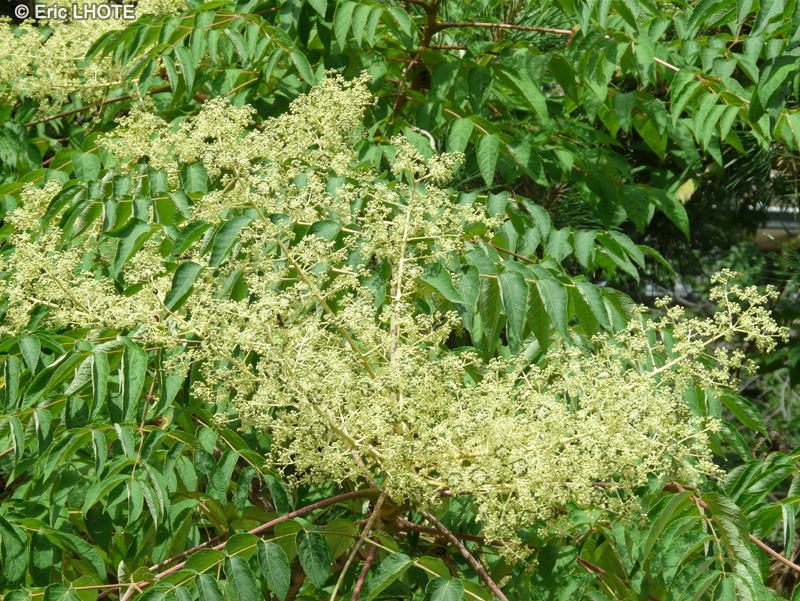  - Aralia elata, Aralia chinensis - 