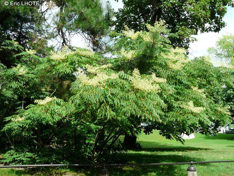 Araliaceae - Aralia elata, Aralia chinensis - Aralie du Japon, Angélique du Japon