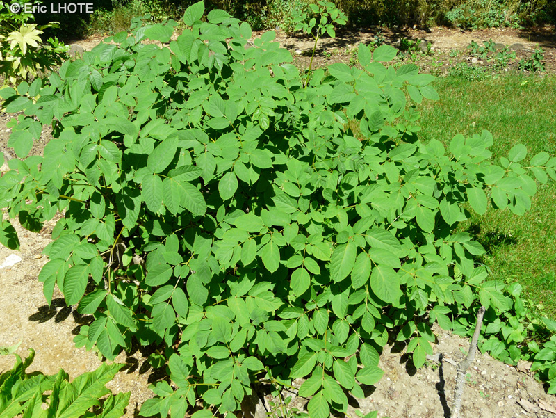  - Aralia racemosa - 