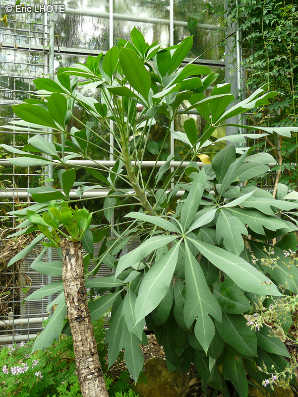  - Cussonia paniculata - 