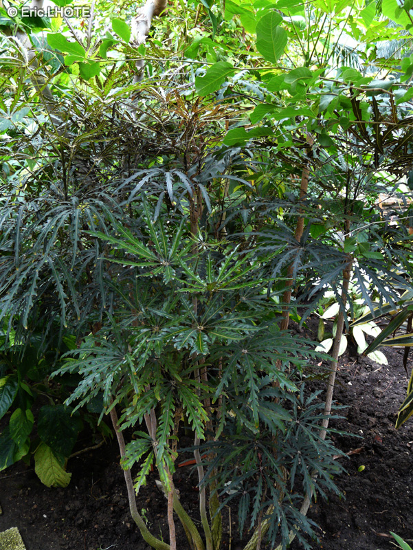  - Dizygotheca elegantissima - 