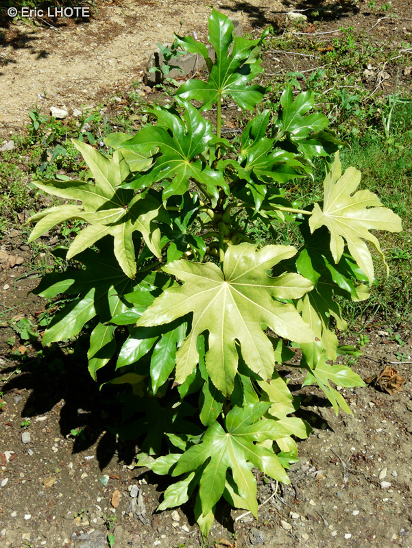  - Fatsia japonica - 
