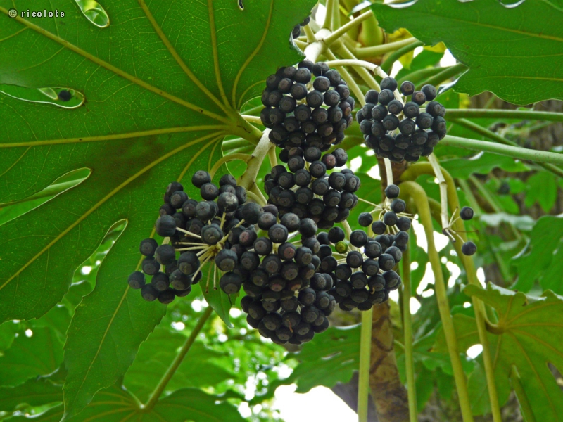 - Fatsia japonica - 