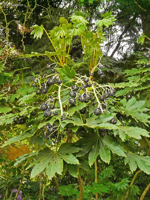  - Fatsia japonica - 
