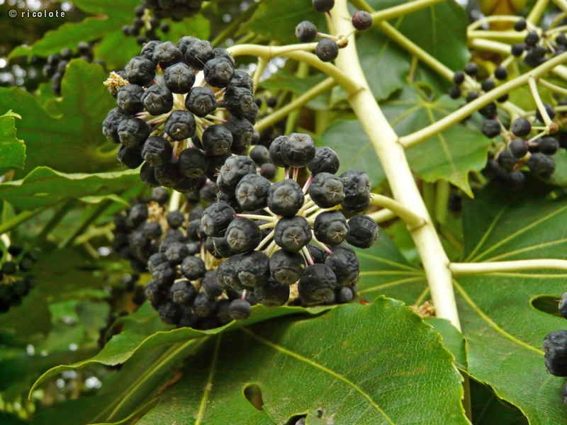  - Fatsia japonica - 