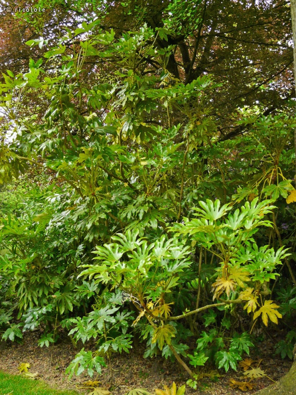  - Fatsia japonica - 