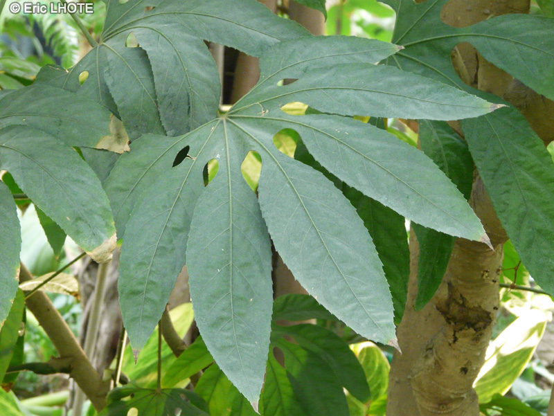  - Fatsia polycarpa - 