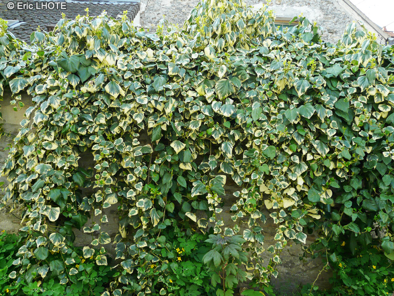  - Hedera colchica - 