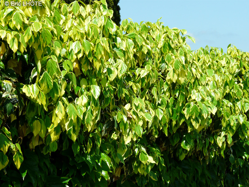 Araliaceae - Hedera colchica - Lierre de colchide
