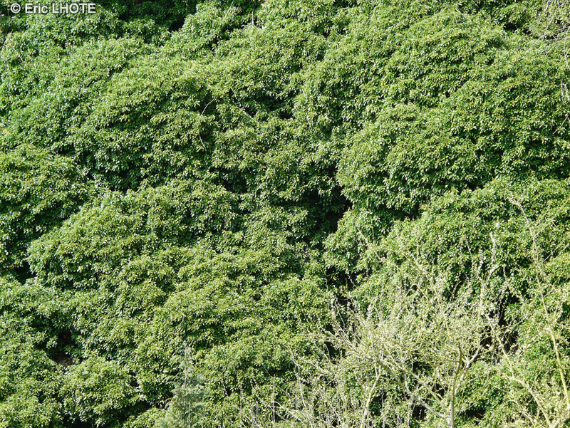  - Hedera helix Arborescens - 