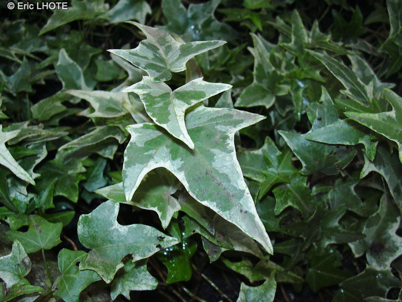Araliaceae - Hedera helix Glacier - Lierre glacier