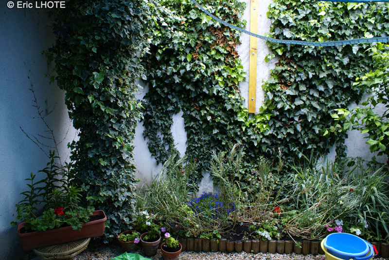 Araliaceae - Hedera helix - Lierre commun