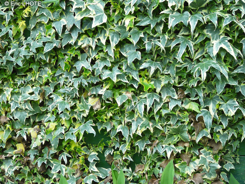 Araliaceae - Hedera helix Variegata - Lierre panaché