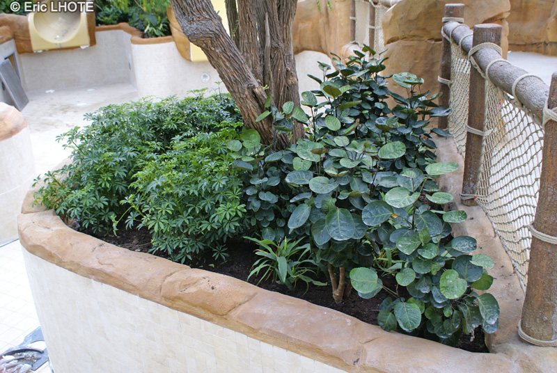 Araliaceae - Polyscias scutellaria - Polyscie Scutellaire