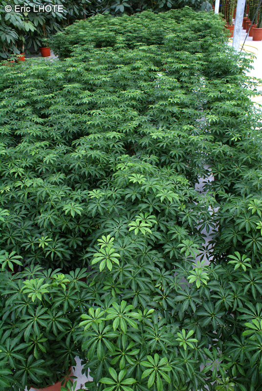  - Schefflera arboricola - 
