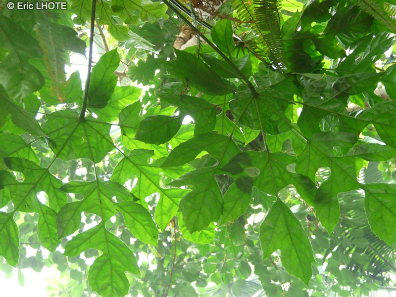  - Trevesia palmata Micholitzii - 