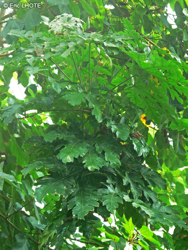  - Trevesia palmata Micholitzii - 