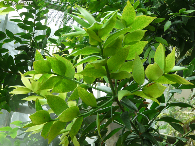  - Agathis australis - 